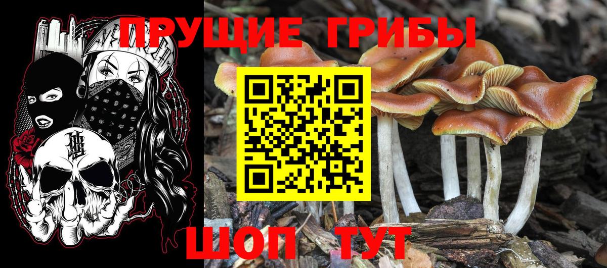 Псилоцибиновые грибы Psilocybine cubensis Нижний Новгород
